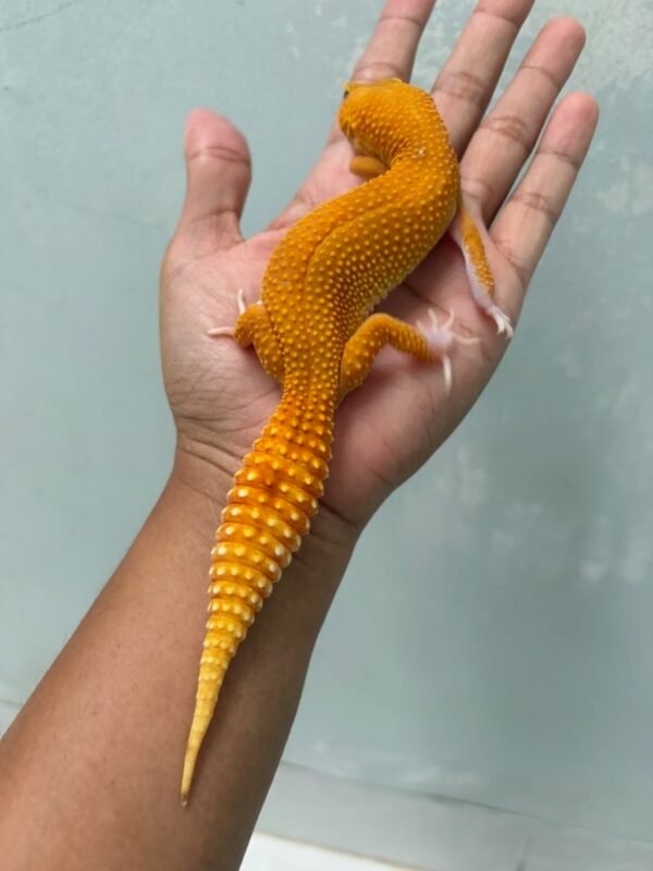IMG_5748 jual gecko raptor glow betina indukan rare langka