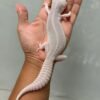 IMG_5751 jual gecko super platinum black night cross betina indukan langka