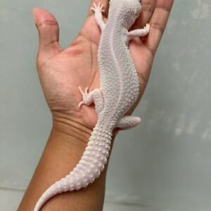 jual gecko super platinum black night cross betina indukan langka