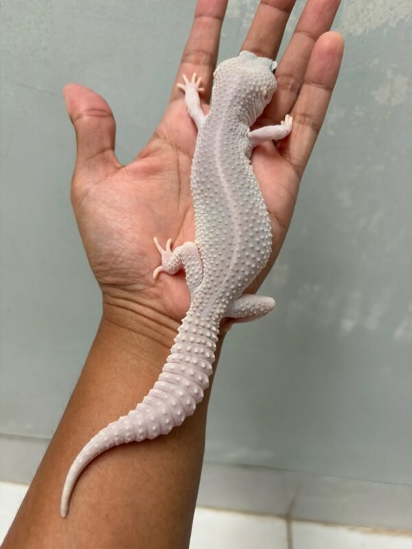 IMG_5751 jual gecko super platinum black night cross betina indukan langka