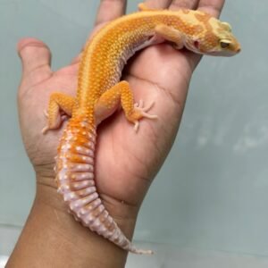 jual gecko tremper red stripe ph raptor betina indukan