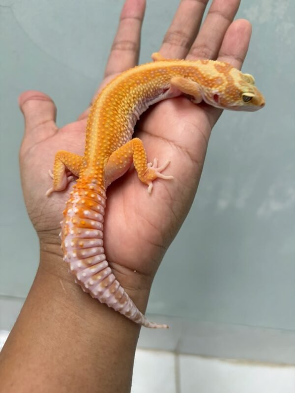 IMG_5754 jual gecko tremper red stripe ph raptor betina indukan