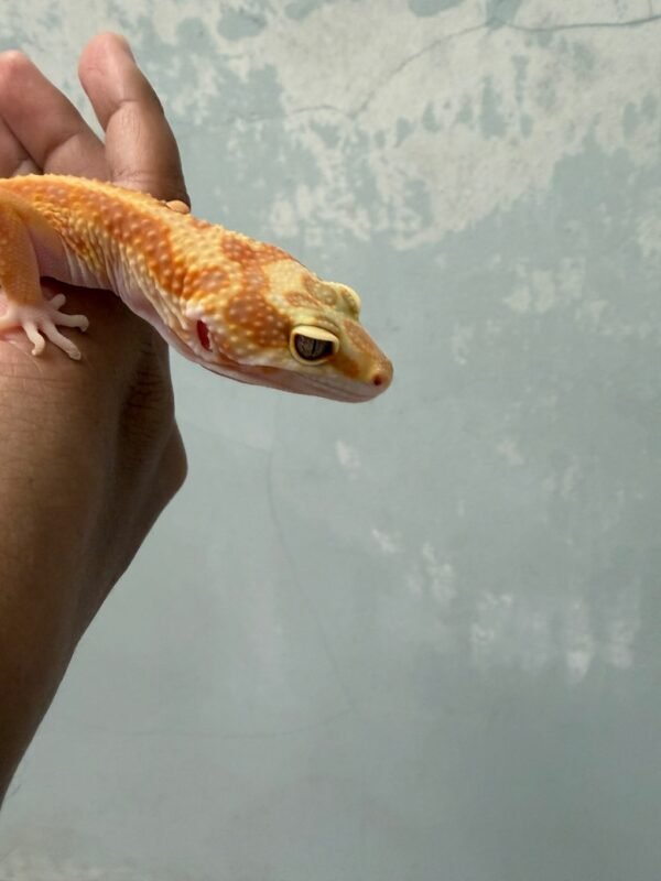 IMG_5755 Tremper Red Stripe ph RAPTOR - Betina - B261264