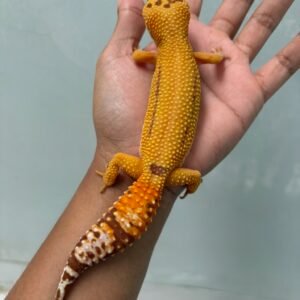 jual gecko aptor ct betina indukan gendut lucu