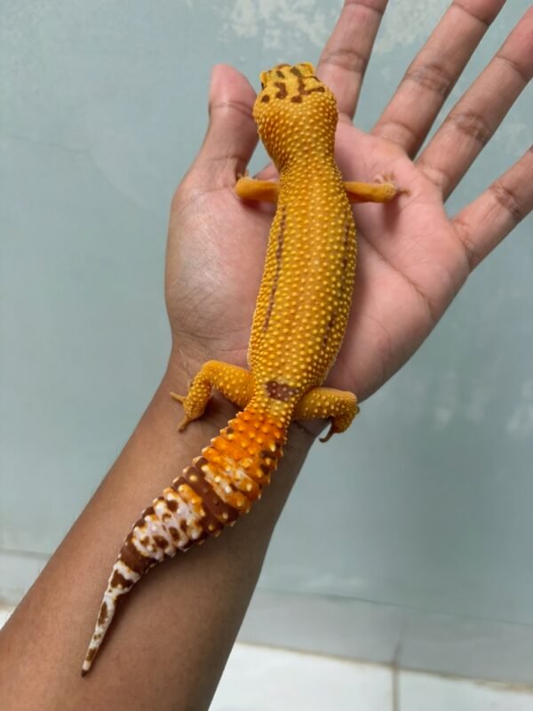 IMG_5757 jual gecko aptor ct betina indukan gendut lucu