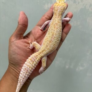 jual gecko white and yellow mack snow raptor betina