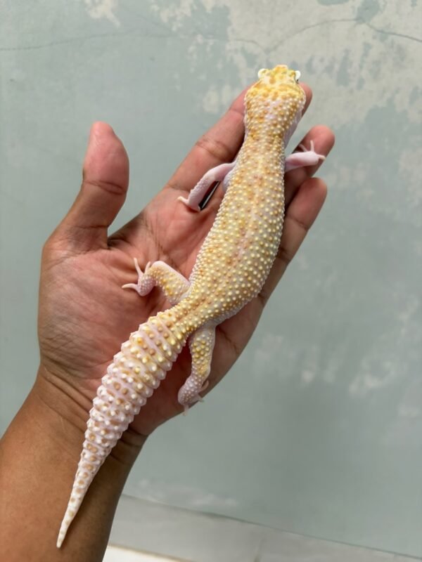 IMG_5759 jual gecko white and yellow mack snow raptor betina
