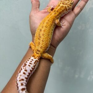 jual gecko giant white and yellow aptor betina indukan