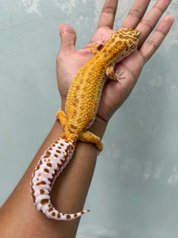 IMG_5762 jual gecko giant white and yellow aptor betina indukan