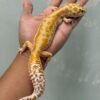 IMG_5765 jual gecko giant white and yellow raptor betina