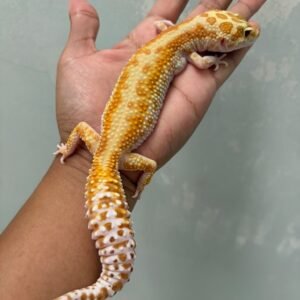 IMG_5765 jual gecko giant white and yellow raptor betina