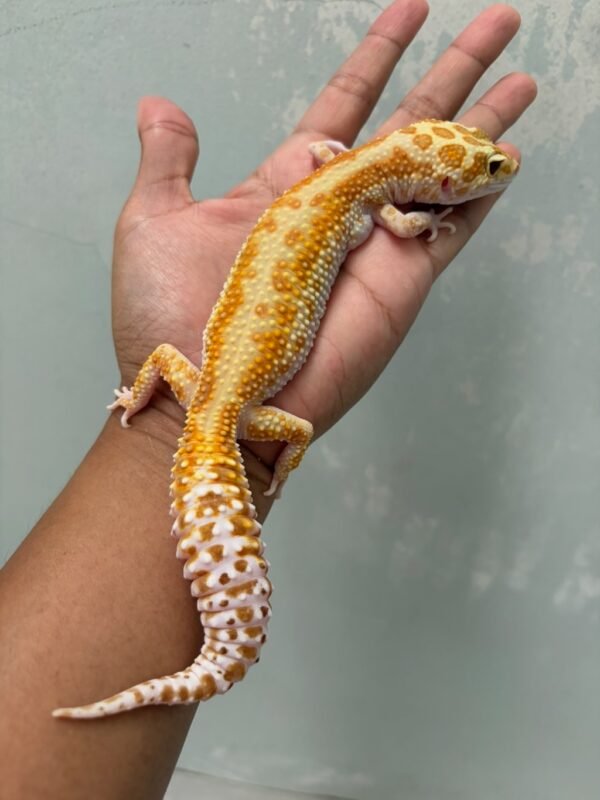 IMG_5765 jual gecko giant white and yellow raptor betina