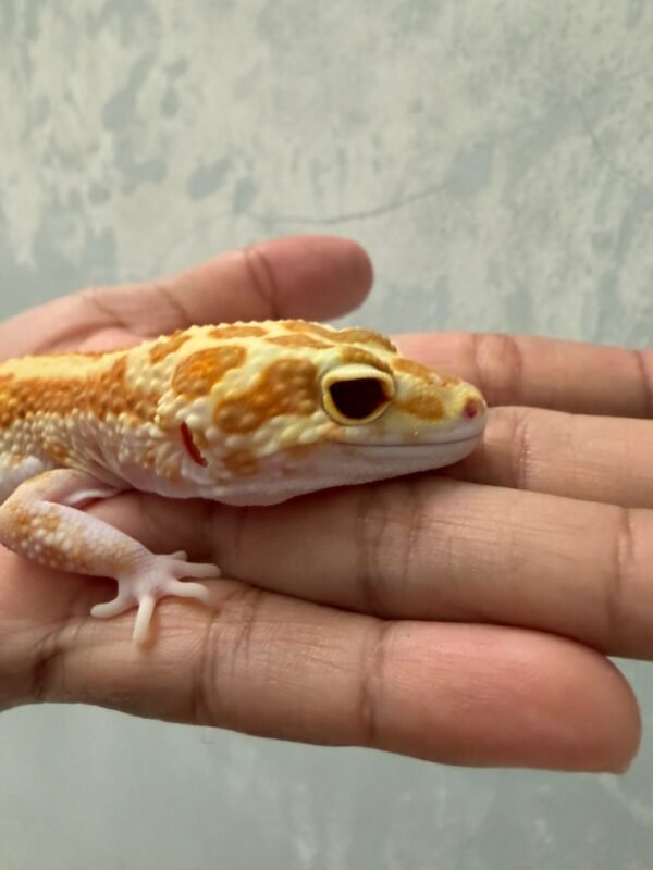 IMG_5766 Giant White & Yellow RAPTOR - Betina - L150