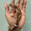 IMG_5778 jual gecko black night raptor jantan dewasa