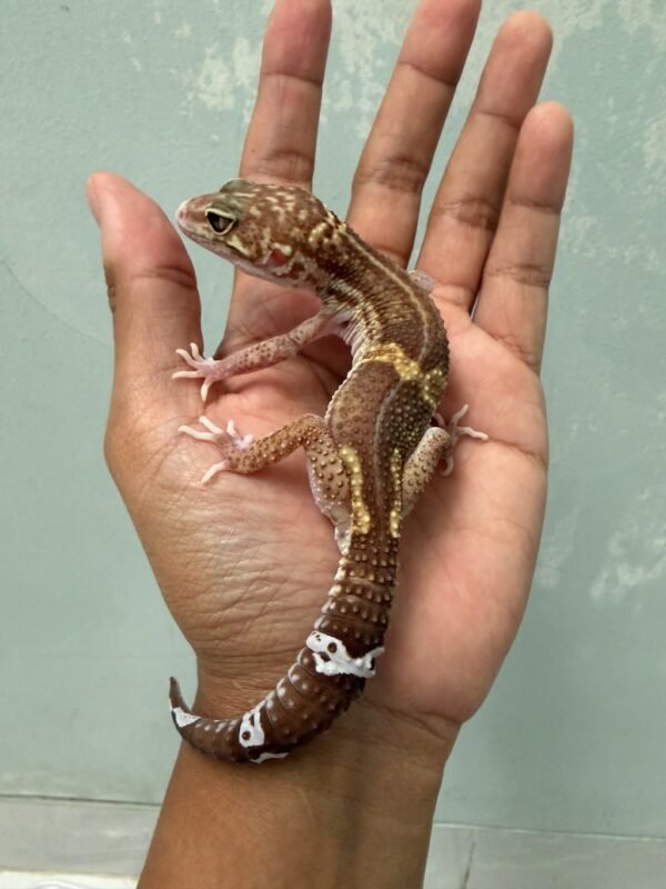 IMG_5778 jual gecko black night raptor jantan dewasa