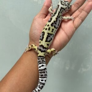 IMG_5782 jual gecko bandit jungle het tremper jantan dewasa jago kawin