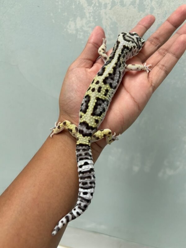 IMG_5782 jual gecko bandit jungle het tremper jantan dewasa jago kawin