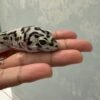 IMG_5783 Bandit Jungle het Tremper - Jantan - R250034 - JAGO KAWIN