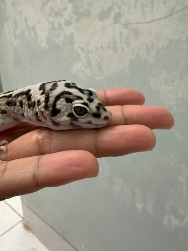 IMG_5783 Bandit Jungle het Tremper - Jantan - R250034 - JAGO KAWIN