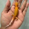 IMG_5786 jual gecko raptor jantan baby