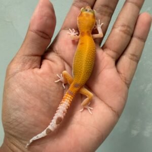 IMG_5786 jual gecko raptor jantan baby