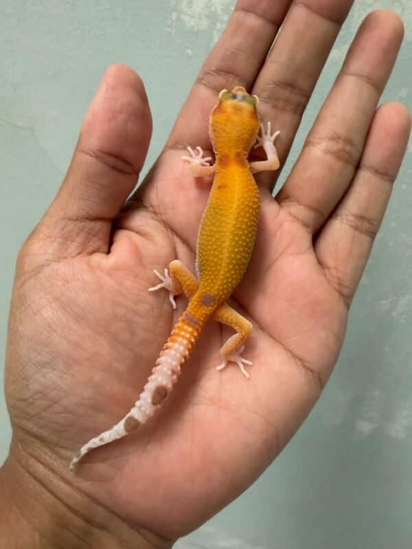 IMG_5786 jual gecko raptor jantan baby
