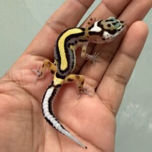 IMG_5798 jual gecko bold stripe ph tremper incub betina baby