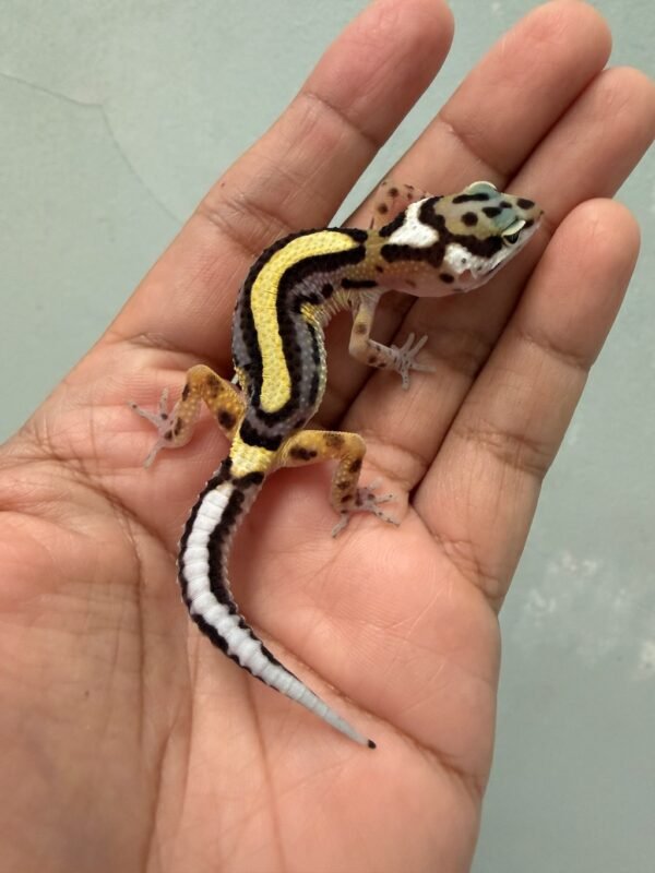 IMG_5798 jual gecko bold stripe ph tremper incub betina baby