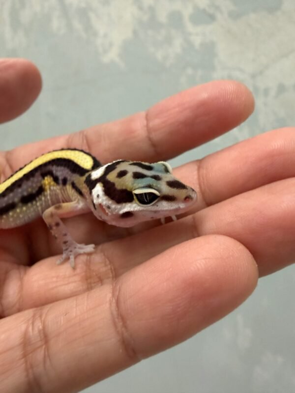 IMG_5799 Bold Stripe ph Tremper - incub Betina - R261927