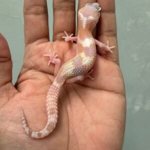 IMG_5801 jual gecko goblin het ember jantan rare