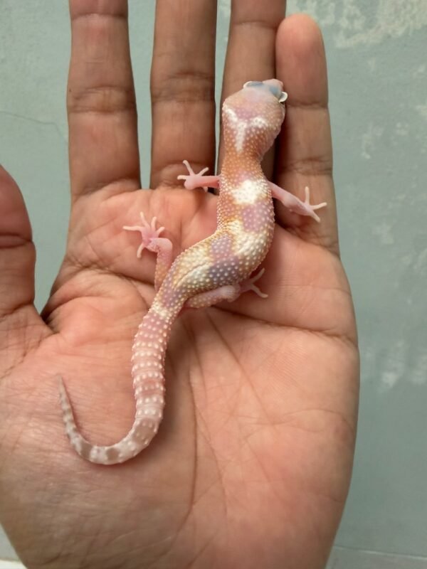 IMG_5801 jual gecko goblin het ember jantan rare