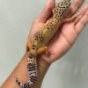 IMG_5811 jual gecko tangerine black night cross betina indukan