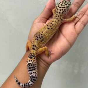 jual gecko tangerine black night cross betina indukan
