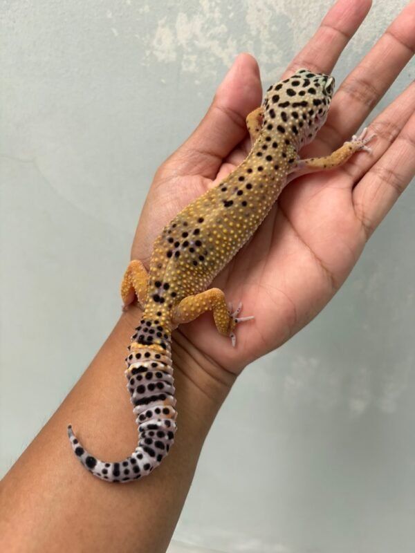 IMG_5811 jual gecko tangerine black night cross betina indukan