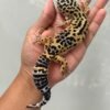 IMG_5814 jual gecko black night cross betina indukan