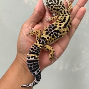 IMG_5814 jual gecko black night cross betina indukan