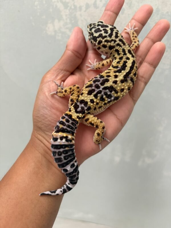 IMG_5814 jual gecko black night cross betina indukan