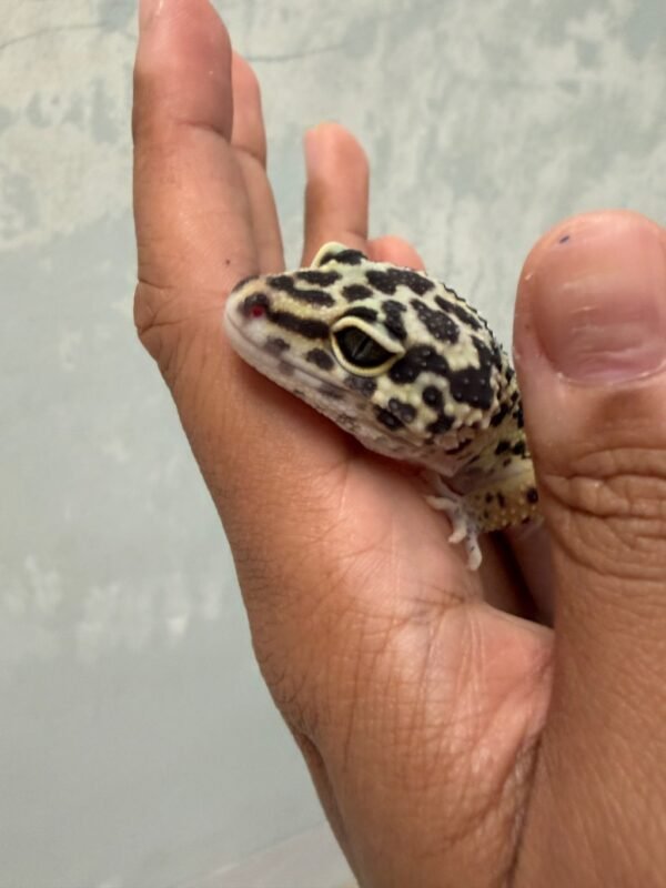 IMG_5815 Black Night Cross het RAPTOR - Betina - R250635