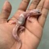 IMG_5817 jual gecko mack snow raptor jantan baby
