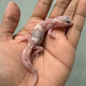 IMG_5817 jual gecko mack snow raptor jantan baby