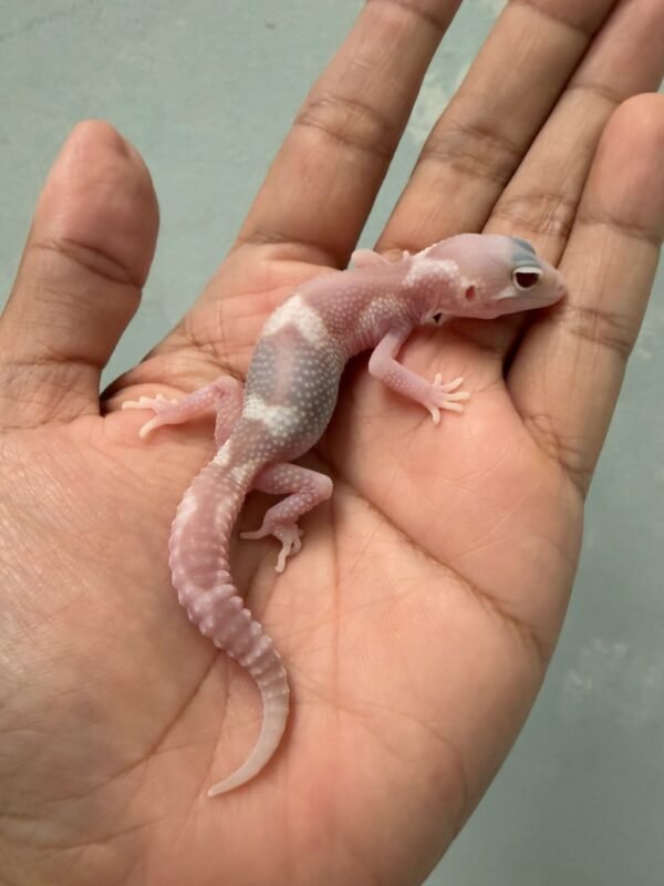 IMG_5817 jual gecko mack snow raptor jantan baby