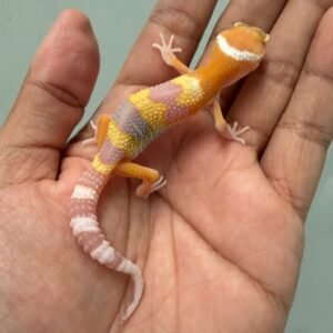 IMG_5820 jual gecko raptor glow incub jantan baby