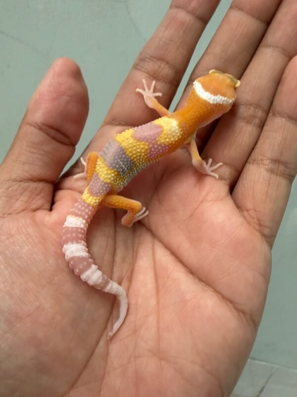 IMG_5820 jual gecko raptor glow incub jantan baby