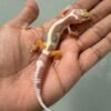 IMG_5823 jual gecko mack snow tremper bold stripe incub jantan baby