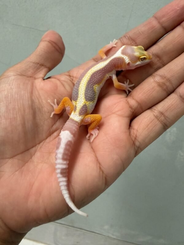 IMG_5823 jual gecko mack snow tremper bold stripe incub jantan baby