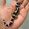 IMG_5826 jual gecko bandit jungle nose band het tremper incub jantan baby