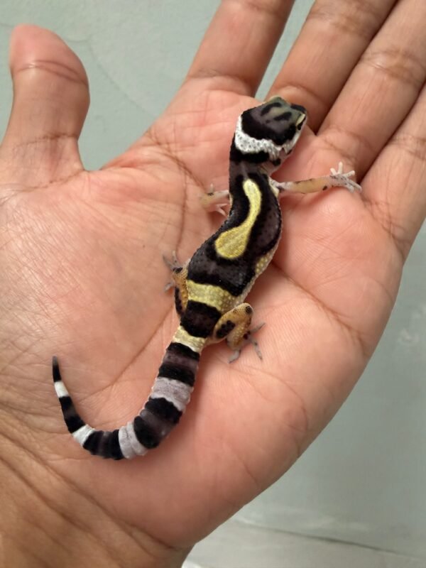 IMG_5826 jual gecko bandit jungle nose band het tremper incub jantan baby