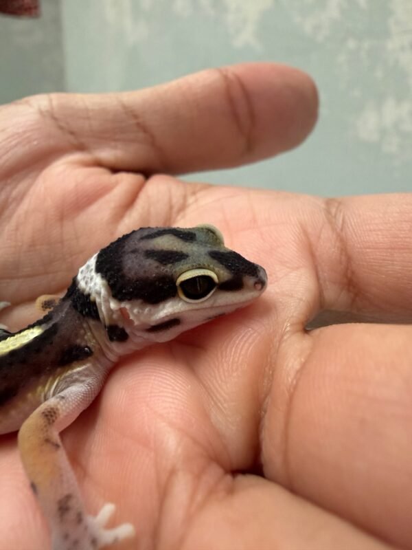 IMG_5827 Bandit Jungle "Nose Band" het Tremper - incub Jantan - R262459