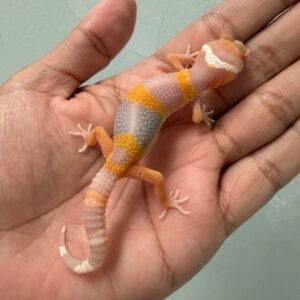 IMG_5829 jual gecko tangerine albino poss giant incub betina baby