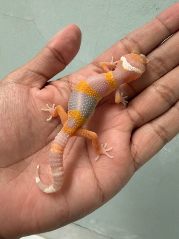 IMG_5829 jual gecko tangerine albino poss giant incub betina baby